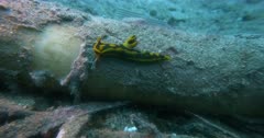 A Close Up shot of a Black and Yellow Nudibranch, Tambja gabrielae sliding along a pipe