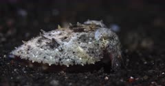 A Close Up, Slow Motion Shot of a Broadclub cuttlefish , Sepia latimanus Burying  itself in the black sea sand  and note its color change as it tried to camouflage itself.