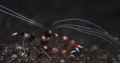 A Close Up Night Shot of the whole body of a Banded cleaner shrimp,Banded coral shrimp, Stenopus hispidus on the sea bed. First a side view and then it faces the camera with all its pincers hunting for some food.
