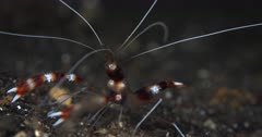 A Close Up night Shot of the whole body of a Banded cleaner shrimp,Banded coral shrimp, Stenopus hispidus on the sea bed. With all its pincers hunting for some food.