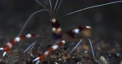 A Close Up night Shot of the whole body of a Banded cleaner shrimp,Banded coral shrimp, Stenopus hispidus on the sea bed. With all its pincers hunting for some food.