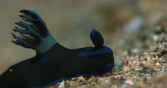 A Close Up shot,Side view, of a Black and Blue Nudibranch, Tambja morosa sliding on the sea bed against the strong sea current.