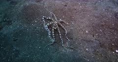 A Tracking shot of a Mimic Octopus, Octopus sp19,  Thaumoctopus sliding along the sea bed.