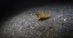 A Wide Tracking Shot of a Broadclub cuttlefish , Sepia latimanus floating above the sea bed at night.