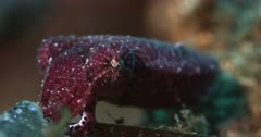 A Macro shot of a deep pink Sepia bandensis, commonly known as the stumpy-spined cuttlefish,Pygmy or dwarf cuttlefish