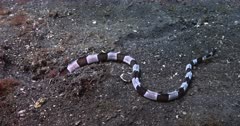 A Tracking shot of a Banded,Harlequin, snake eel, Myrichthys columbrinus hunting for food in a hollow in the sea bed.