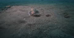 A wide shot of a Marbeled Stargazer,Uranoscopus bicinctus burying itself in the sand