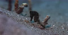 Close Up Shot of a Dark Brown, Common Seahorse, Hippocampus taeniopterus hanging on to a sponge, against the strong sea current.Getting blown about.