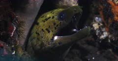 A Close Up shot of a Fimbrated Moray Eel, Gymnothorax fimbriatuswith a cleaner shrimp on its cheek, gasps for breath. A Giant Moray Eel, Gymnothorax javanicus and a  Chlamydatus Moray Eel, Gymnothorax chlamydatus share the same hiding place.