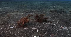 Two Ambon Scorpionfish, Pteroidichthys amboinensis face one another on the sea sand. The one coughs.