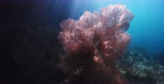A stunning, tracking shot of God rays shimmering over a large pink colored  Gorgonian fans, Gorgonia sp