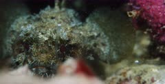 A macro front  view shot at night of the face of a Toadfish,Batrachoididae sp that is hunting Anchovy, Stolephorus indicus that are swimming by. He misses one just above him.