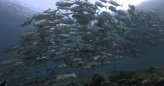 A close up shot of a large school of Bigeye Trevally, Caranx sexfasciatus and a few  Longface Emperor fish, Lethrinus olivaceus swim above the reef right infront of the camera.