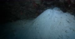 A medium wide shot of  Convict Blennies, Pholidichthys leucotaenia entering and exiting the burrow.