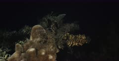 A huge  Basket star, Gorgonocephalus arcticus opening up its tentacles, at night