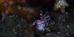 A macro shot of a Harlequin Shrimp, Hymenocera elegans facing the camera, searching for food to eat.