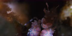 A macro shot of a Harlequin Shrimp, Hymenocera elegans facing the camera, cleaning itself.