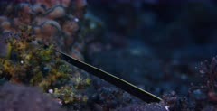 A close up shot of a black with a yellow stripe,ribbon eel, also known as the leaf-nosed moray eel or bernis eel, is a species of moray eel, Rhinomuraena quaesita  hunting a small reef fish.