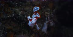 A Macro shot of a cute tiny,white and orange baby,Warty frogfish, Clown frogfish, Antennarius maculatus  moving towards the camera
