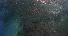 A wide shot of Sergeant Major fish, Abudefduf saxatilis chasing a large school of Sardines,  Sardina pilchardus