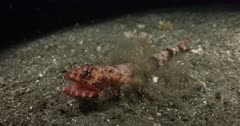 A close up shot at night of a Lizardfish, Synodus sp. moving towards the camera its mouth snapping open and closed.