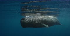 A reveal shot of an adult Sperm Whales,Physeter macrocephalus swim towards the camera.