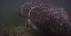 A close up, tracking shot of a juvenile American Manatee, Trichechus manatus suckling .