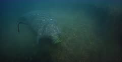 A tracking shot of an American Manatee, Trichechus manatus eating eel grass,Zostera