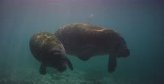 An mom and juvenile American manatee,Trichechus manatus swim towards the camera in murky water.