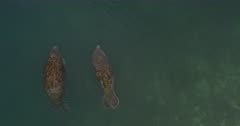 An aerial shot of a mom and Juvenile American manatees,Trichechus manatus  Note: the juvenile farts.