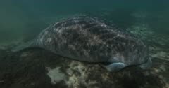 A wide shot of a sleeping American manatee,Trichechus manatus