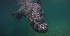 An Edit of Manatee footage shot in Chrystal River, Florida.