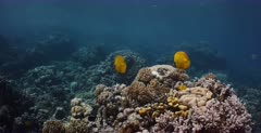 A wide shot of a pair of yellow, blue-cheeked butterflyfish, Chaetodon semilarvatus over a stunning coral reef.