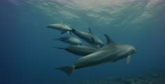 A school of friendly Indo Pacific Bottlenose dolphin, Tursiops aduncus come straight up to the camera.