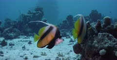 A tracking,close up shot of a pair of endemic Red Sea Bannerfish, Heniochus intermedius swimming together.