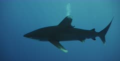 A close up  shot of two Oceanic Whitetip Shark and its Pilot fish swim towards the camera.