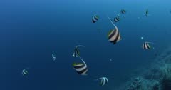 A wide shot of a school of Red Sea Bannerfish swimming over pristine coral reef.