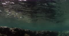 A tracking shot of a school of Striped Mackerels hunting for food with their mouths open next to a pristine coral reef.