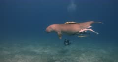A tracking shot of a Dugong swimming past divers.