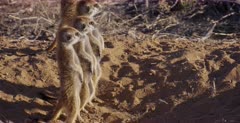 A Pan shot from three Juvenile Meerkat or Suricate, Suricata suricatta to their mom making a warning noise that a Jackel was passing by.