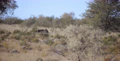 A Tracking shot of a  Brown Hyena, also called Strandwol, Hyaena brunnea walking back to the kill spot, where it chased Cheetah away from their kill.Its hair stands up making it look bigger when it realises the Cheetahs are there.