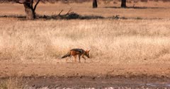 A tracking side view shot of a Black backed Jackal, Canis mesomelas leaving the waterhole and trotting into the grassland.