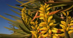 Close up shot of the, yellow with red tip, Flowers of a  Quiver Tree,Kokerboom,Aloidendron dichotomum, formerly Aloe dichotoma swaying in the wind.