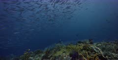 A wide shot of a large school of Convict Blennies, Pholidichthys leucotaenia fish swarming over the reef , while a large school of  Scissor-Tailed Fusilier, Caesio caerulaurea swim above them.