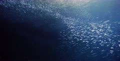 A large school of glistening Anchovy, Stolephorus indicus swimming in the ocean, creating large shapes in clouds of fish.Swirling and twirling.