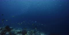 Schools of Ambon chromis,Damselfish, Chromis amboinensis and clouds of Anchovy, Stolephorus indicus and a few Bigeye Trevally, Caranx sexfasciatus swim in front of the camera.