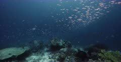 A wide shot of Schools of Ambon chromis,Damselfish, Chromis amboinensis and clouds of Anchovy, Stolephorus indicus and  Bigeye Trevally, Caranx sexfasciatus swim in front of the camera.