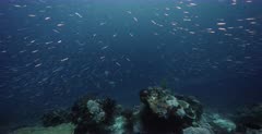 A wide shot of Schools of Ambon chromis,Damselfish, Chromis amboinensis and clouds of Anchovy, Stolephorus indicus and  Bigeye Trevally, Caranx sexfasciatus preparing to hunt.