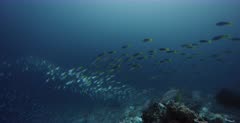 A wide shot of a large school of Yellowback Fusilier fish, Caesio teres and hundreds of Anchovy, Stolephorus indicus