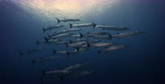 A close Up shot of a school of Blackfin Barracuda fish, Sphyraena qenie swimming in the blue.